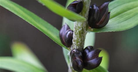 Cheesehead Gardening: Tiger Lily Stem Bulbils