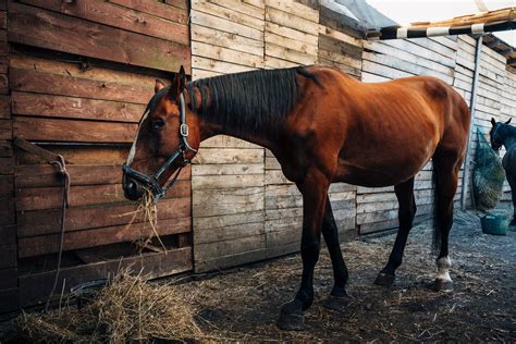 6 Science-Backed Benefits of Probiotics for Horses | Mad Barn