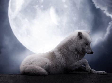 White Wolf Howling at the moon wallpaper | Wolf behang, Volle maan ...