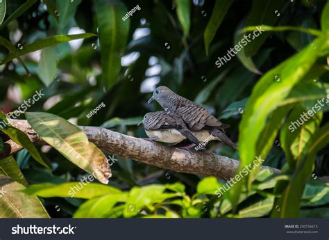 Couple Zebra Dove Breeding On Branch Stock Photo 250156615 | Shutterstock