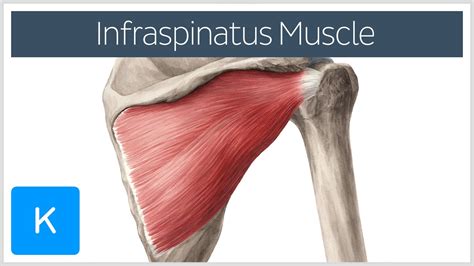 Infraspinatus Muscle - Attachments & Action/Function - Human Anatomy ...