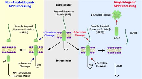 Blog - PROTACs and Alzheimer’s Disease: Promoting Clearance in the Brain