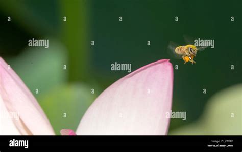 Pollen baskets hi-res stock photography and images - Alamy