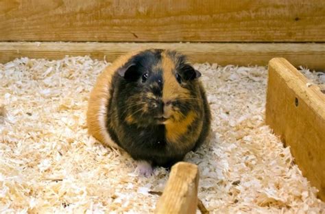 The Best Guinea Pig Bedding: Guide & Reviews 2022 - My Life Pets