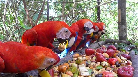 Scarlet Macaws Feeding in the Pre-Release Aviary - YouTube