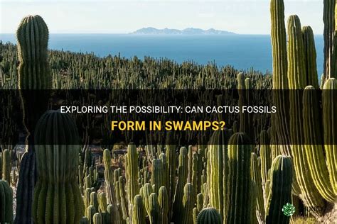 Exploring The Possibility: Can Cactus Fossils Form In Swamps? | ShunCy