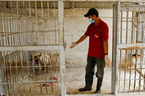 In photos: Gaza zoo fights for survival | News-photos – Gulf News