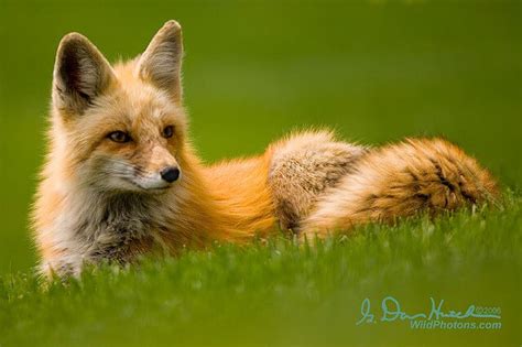 15 Beautiful Red Fox Photographs - The Photo Argus