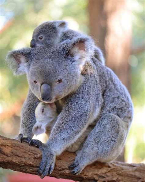 Australia Zoo's rare white koala gets a name (PICTURES) | HuffPost ...