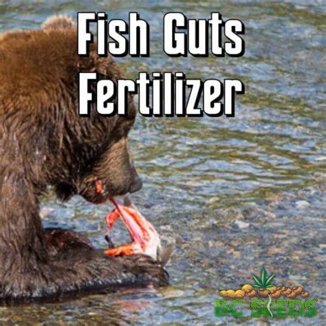 Fish Guts Fertilizer Grows the Tastiest Cannabis Buds in the World