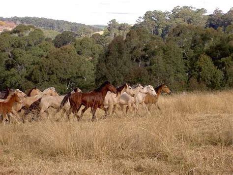 Save the Brumbies - A Plea for the Wild Horses of Australia - Horseback Riding worldwide