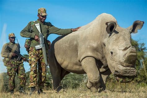 He's The Last Male Northern White Rhino On Earth, And He's Now On ...