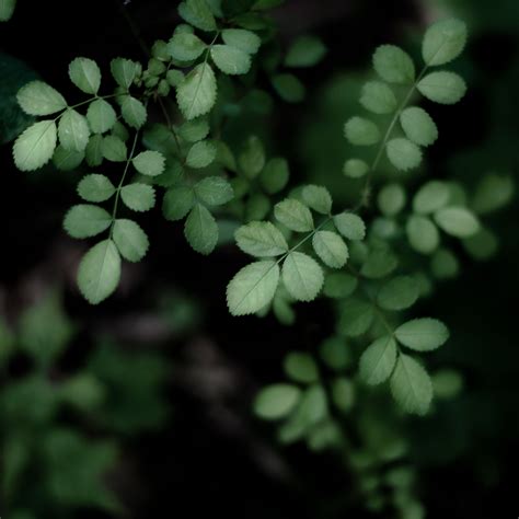 Thicket Details 067 | Thicket, Green, Plants