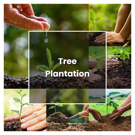 How to Grow Tree Plantation - Plant Care & Tips | NorwichGardener