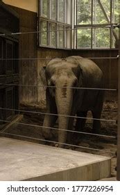 Baby Elephant Zoo Stock Photo (Edit Now) 1289331199