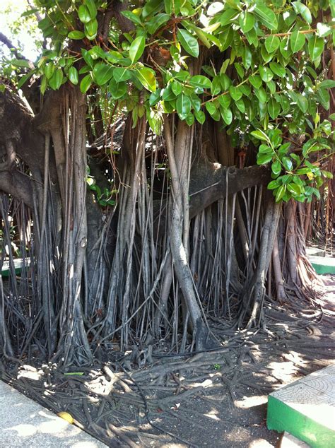 Cuba, an amazing tree | Tree, Amazing, Cuba