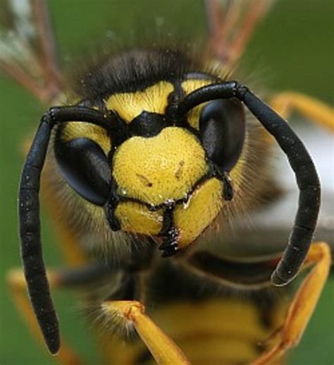 Portugal, Poisonous Insects, Caterpillars, Wasps & Scorpions - HubPages