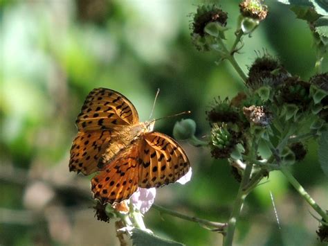 Mariposas y orugas (Volvoretas e eirugas): Claves visuales para la ...