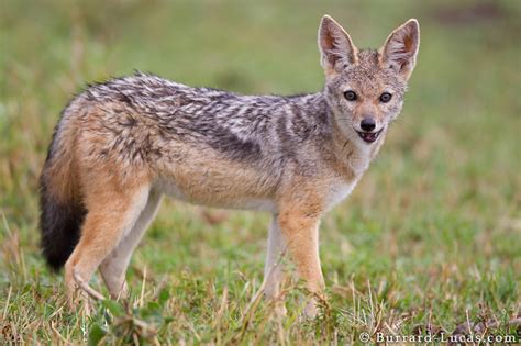 Black-backed Jackal - Burrard-Lucas Photography