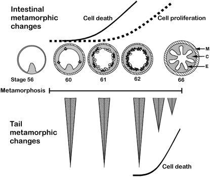 Xenopus laevis metamorphosis begins when T3 levels elevate at stage 57 ...