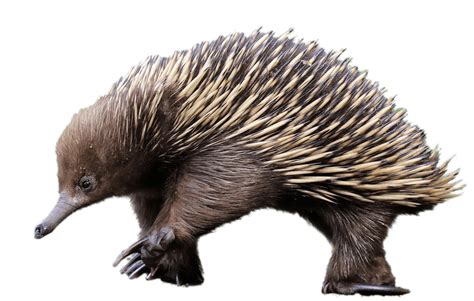 Echidna PNG Images Transparent Free Download