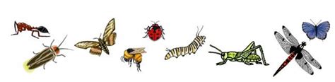 Classification - Insects Orders Illustrated (3-6th)