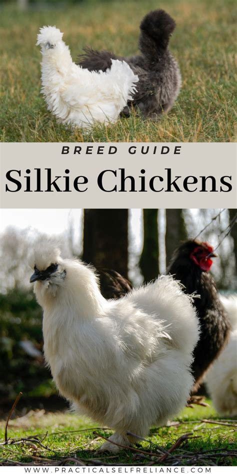 Silkie Chicken Breed Guide — Practical Self Reliance