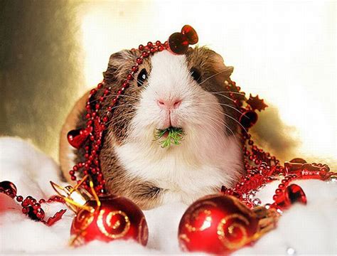 photo trick: 20 Funny christmas animals pictures