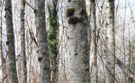 Red Alder, Alnus rubra | Native Plants PNW