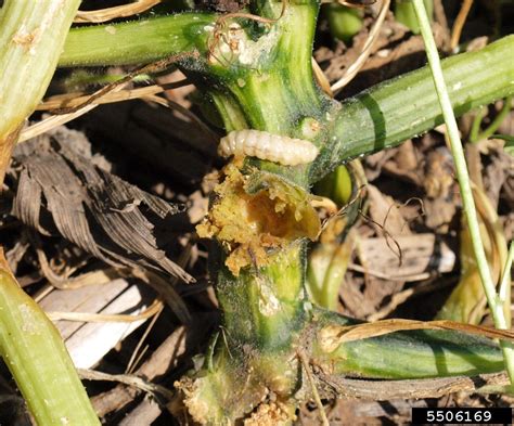 Squash Vine Borer on Vegetables | University of Maryland Extension