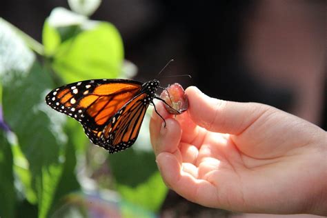 Monarch Butterfly on Kid's Hand · Free Stock Photo