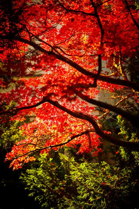 Japanese Maple Tree Free Stock Photo - Public Domain Pictures