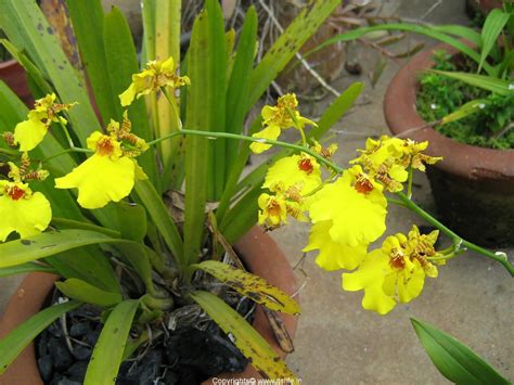 Gower Ramsey | Orchid Oncidium | Types of Orchids | Dancing Dolls - Orchid Natural Photo