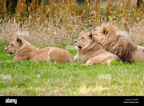 Captive Lions at Longleat Safari Park in Longleat , Warminster , Wiltshire , England , Britain ...