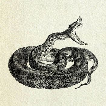 Snake illustration | Flickr - Photo Sharing!