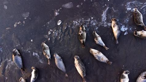 Premium Photo | Sea lions, animal in natural environment. iceland ...