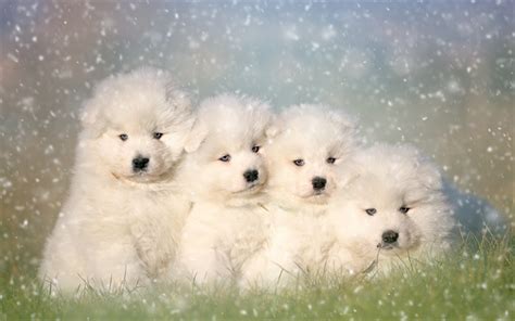 Download wallpapers Samoyed dog, white fluffy puppies, cute animals, pets, dogs for desktop free ...