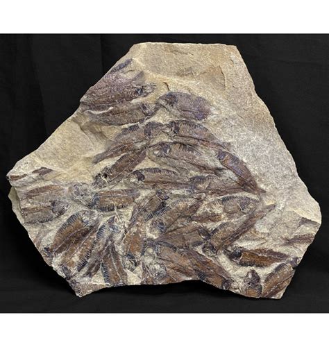 Fossils-UK.com | Eocene Period Fossil Fish Cluster from Wyoming, USA ...