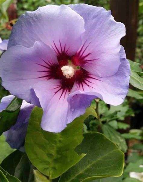 Hibiscus Syriacus Rose of Sharon Varieties – Paramount Plants UK