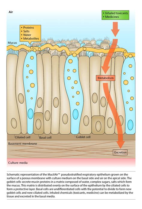 A human respiratory tissue model to assess th | EurekAlert!