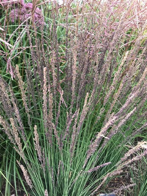 Molinia caerulea 'Moorhexe' - The Beth Chatto Gardens