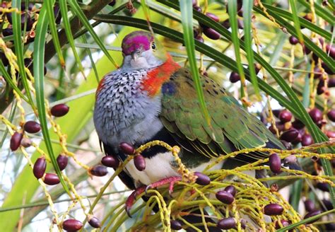 Dove, Superb Fruit-Dove | Central QLD Coast Landcare Network