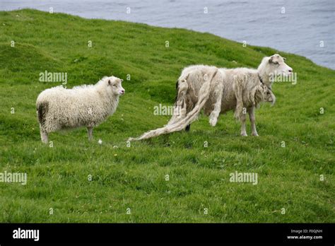 Faroese sheep, Faroe Islands Stock Photo - Alamy