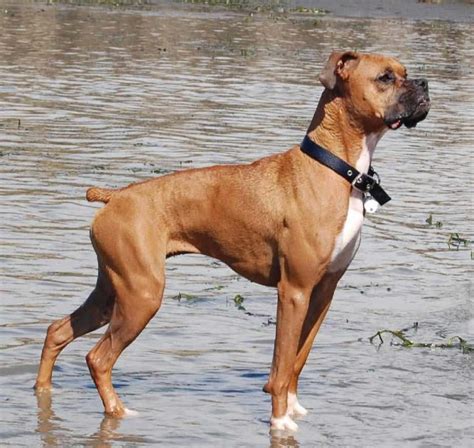 Boxer Dog Breed - History, Character And Care