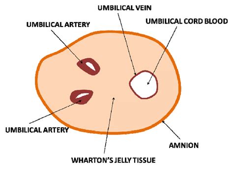 Structure of umbilical cord blood (schematic image). | Download ...