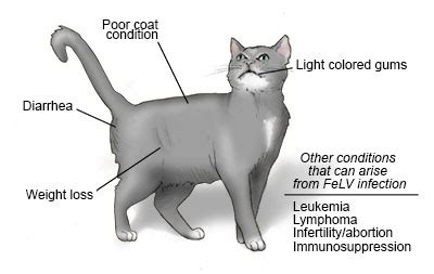 Feline Panleukopenia in Rock County - Janesville Vet Clinic