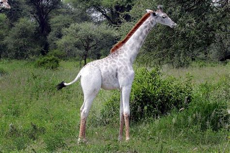 white-giraffe-leucism-albino-rare-animals-omo-tanzania-12 Parc National ...