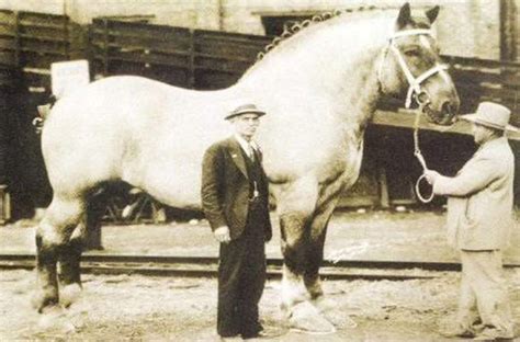 TOP 9 Most Famous Horses In The World | Horses, Big horse breeds, Big horses