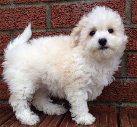 Toy Poodle puppies for sale | Pets4Homes | Poodle puppy, Bichon frise, Poodle