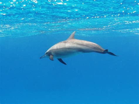 16 Amazing Spinner Dolphin Facts - Facts.net